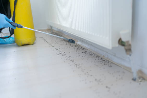 Best Insect Control  in Twin Lakes, CO
