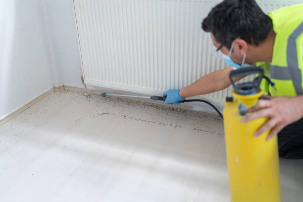 Wasp Removal Services in Twin Lakes, CO