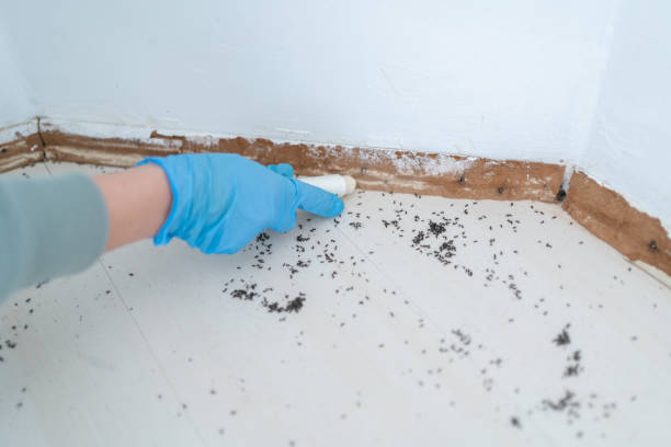 Reliable Twin Lakes, CO Pest Control Solutions